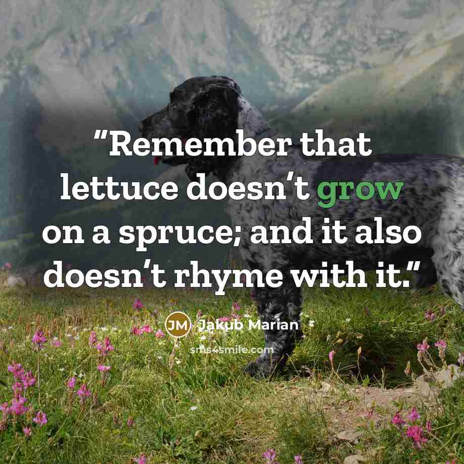 “Remember that lettuce doesn’t grow on a spruce; and it also doesn’t rhyme with it.” quote by Jakub Marian