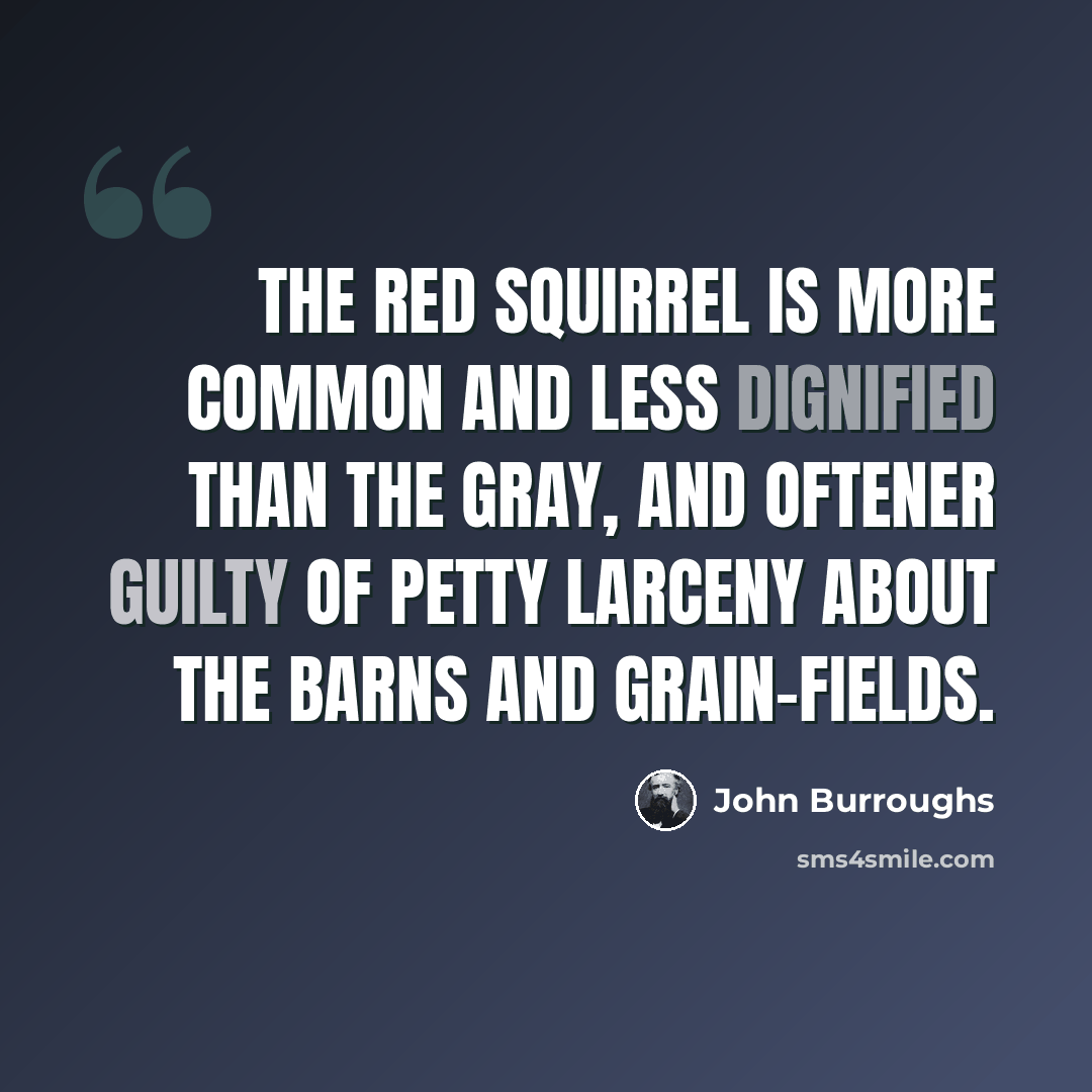 “The red squirrel is more common and less dignified than the gray, and oftener guilty of petty larceny about the barns and grain-fields.” quote by John Burroughs