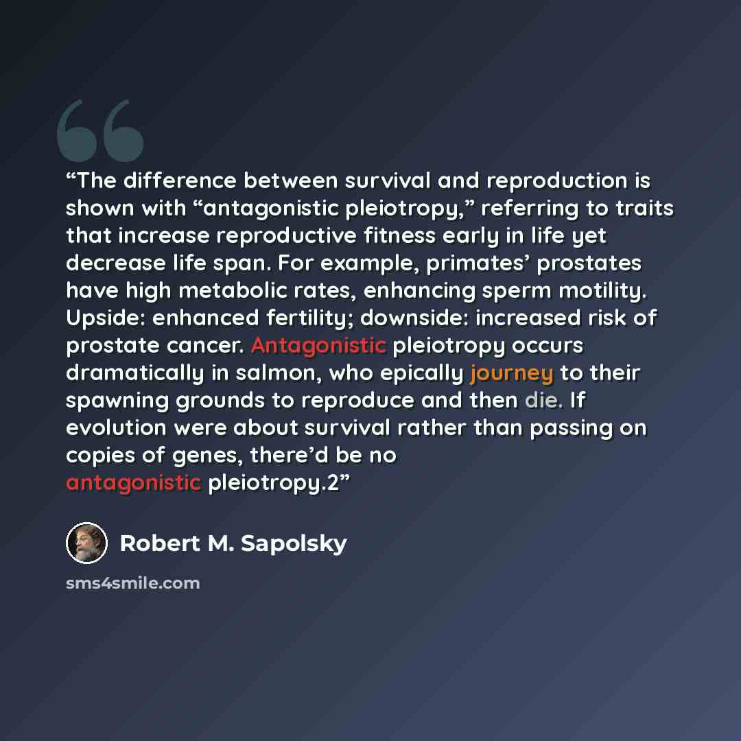 “The difference between survival and reproduction is shown with “antagonistic pleiotropy,” referring to traits that increase reproductive fitness early in life yet decrease life span. For example, primates’ prostates have high metabolic rates, enhancing sperm motility. Upside: enhanced fertility…” quote by Robert M. Sapolsky