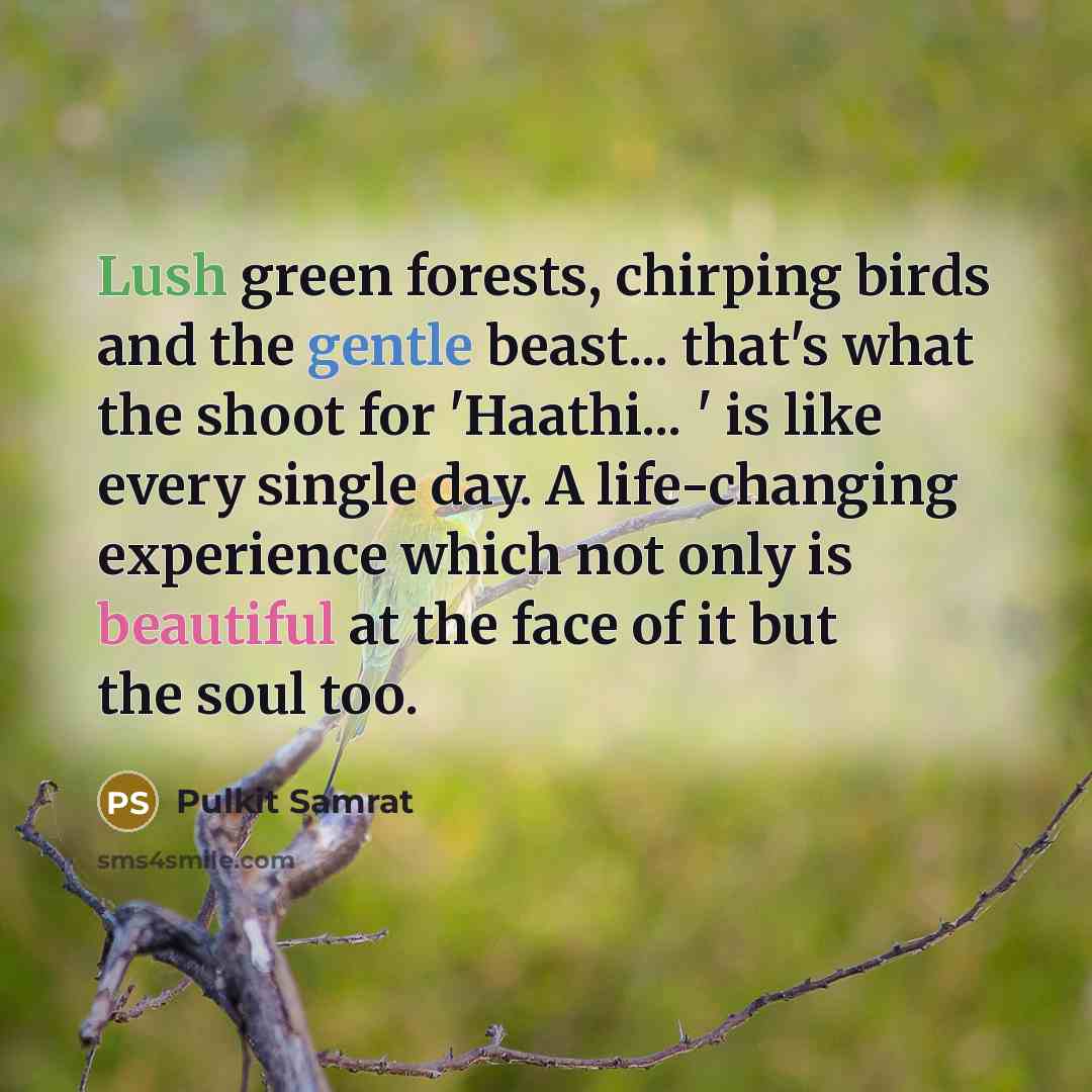 “Lush green forests, chirping birds and the gentle beast... that's what the shoot for 'Haathi... ' is like every single day. A life-changing experience which not only is beautiful at the face of it but the soul too.” quote by Pulkit Samrat