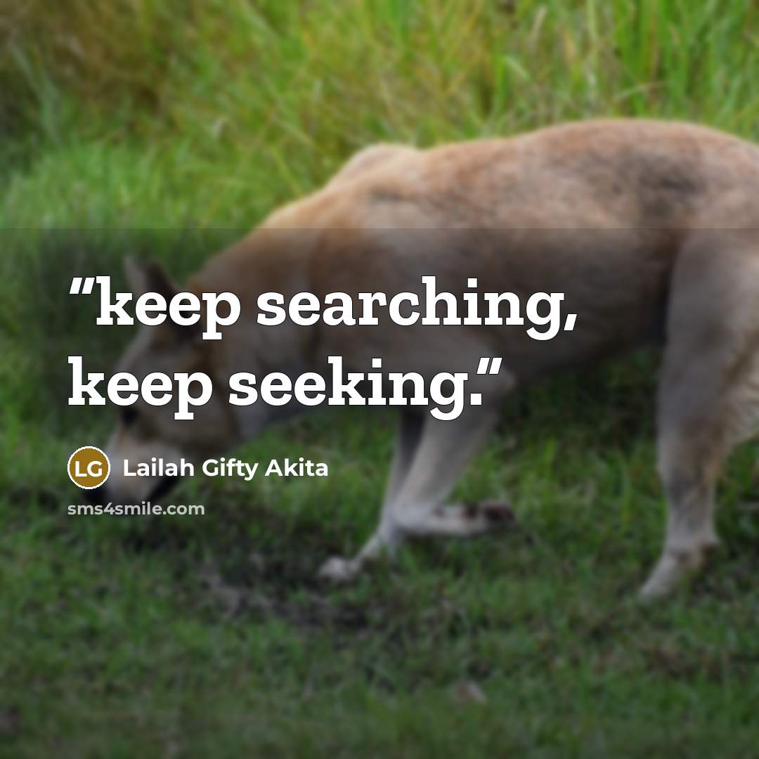 “keep searching, keep seeking.” quote by Lailah Gifty Akita