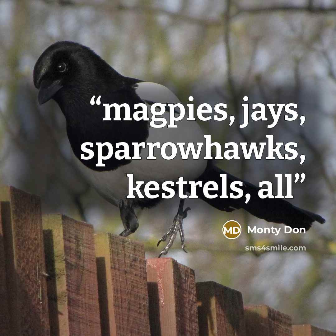 “magpies, jays, sparrowhawks, kestrels, all” quote by Monty Don