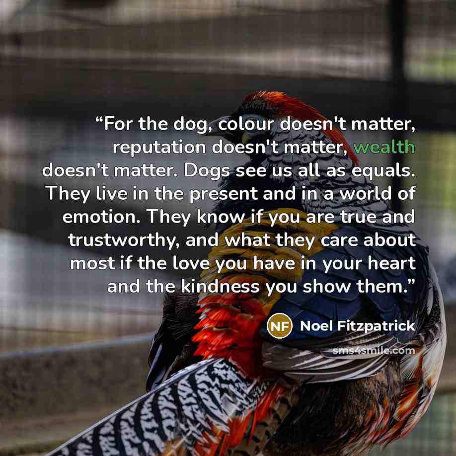 “For the dog, colour doesn't matter, reputation doesn't matter, wealth doesn't matter. Dogs see us all as equals. They live in the present and in a world of emotion. They know if you are true and trustworthy, and what they care about most if the love you have in your heart and the kindness you show…” quote by Noel Fitzpatrick