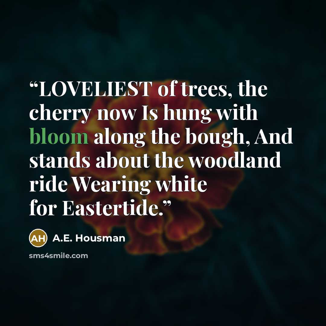 “LOVELIEST of trees, the cherry now Is hung with bloom along the bough, And stands about the woodland ride Wearing white for Eastertide.” quote by A.E. Housman