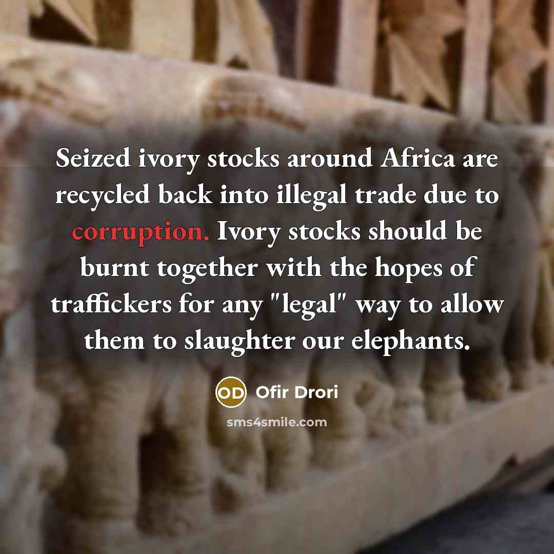 “Seized ivory stocks around Africa are recycled back into illegal trade due to corruption. Ivory stocks should be burnt together with the hopes of traffickers for any "legal" way to allow them to slaughter our elephants.” quote by Ofir Drori