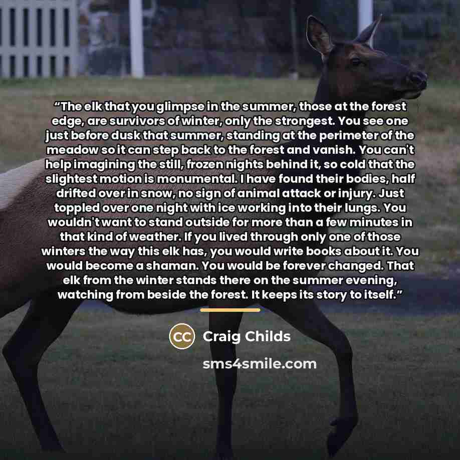 “The elk that you glimpse in the summer, those at the forest edge, are survivors of winter, only the strongest. You see one just before dusk that summer, standing at the perimeter of the meadow so it can step back to the forest and vanish. You can't help imagining the still, frozen nights behind…” quote by Craig Childs