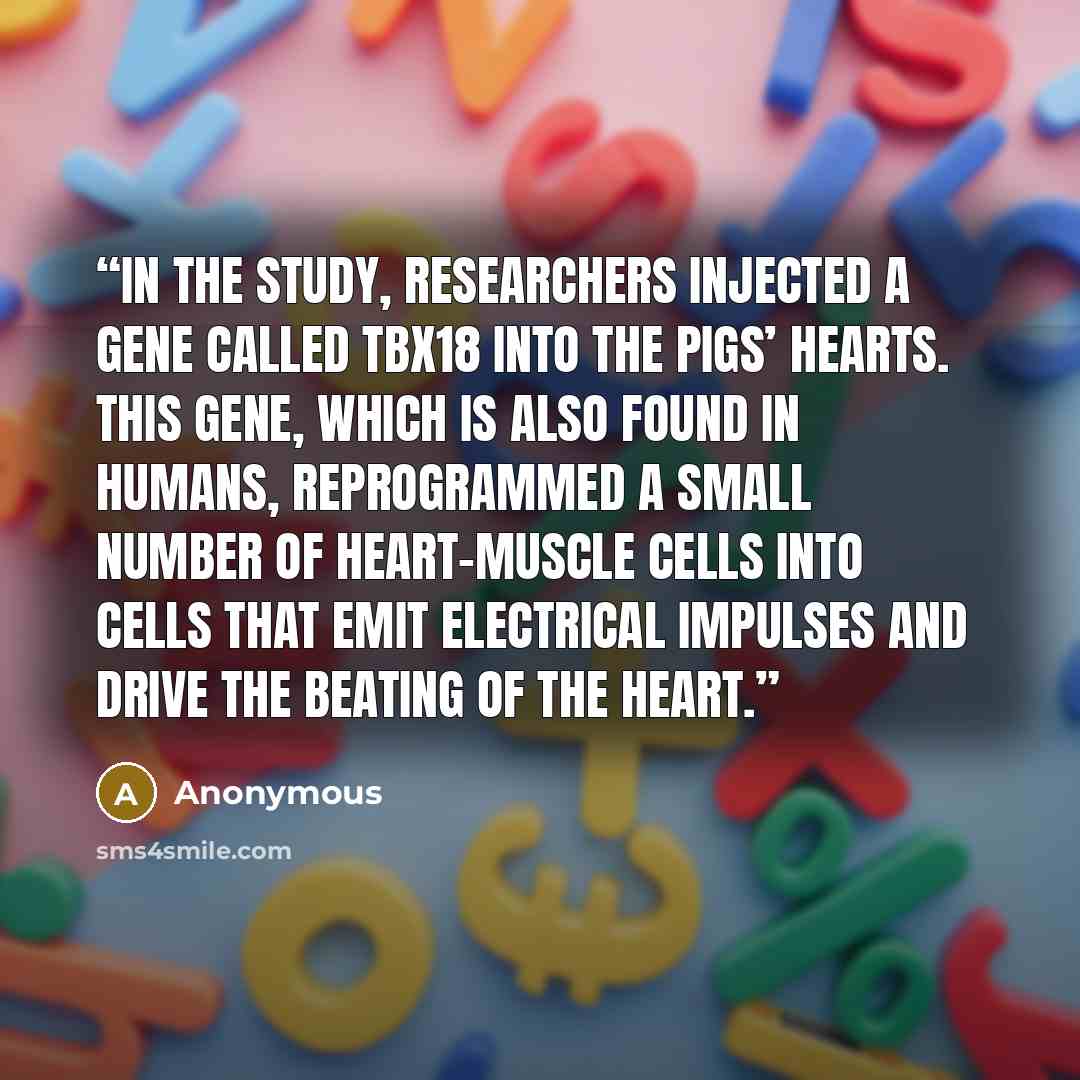 “In the study, researchers injected a gene called Tbx18 into the pigs’ hearts. This gene, which is also found in humans, reprogrammed a small number of heart-muscle cells into cells that emit electrical impulses and drive the beating of the heart.” quote by Anonymous