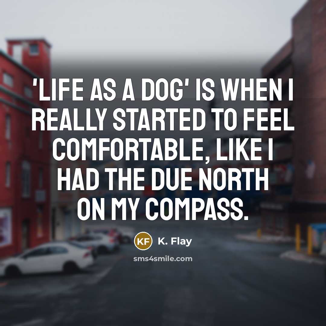 “'Life as a Dog' is when I really started to feel comfortable, like I had the due north on my compass.” quote by K. Flay