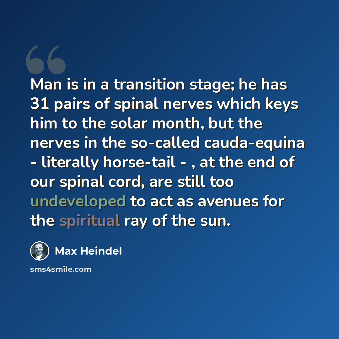 “Man is in a transition stage; he has 31 pairs of spinal nerves which keys him to the solar month, but the nerves in the so-called cauda-equina - literally horse-tail - , at the end of our spinal cord, are still too undeveloped to act as avenues for the spiritual ray of the sun.” quote by Max Heindel