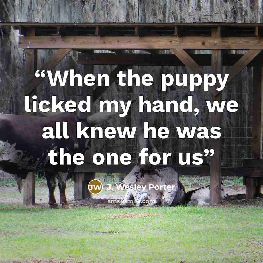 “When the puppy licked my hand, we all knew he was the one for us” quote by J. Wesley Porter