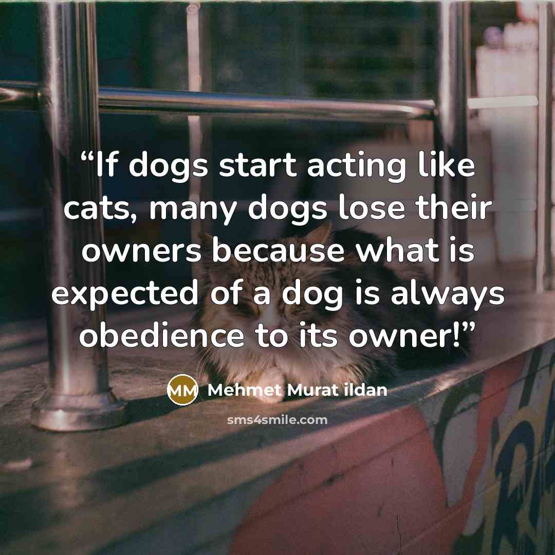 “If dogs start acting like cats, many dogs lose their owners because what is expected of a dog is always obedience to its owner!” quote by Mehmet Murat ildan