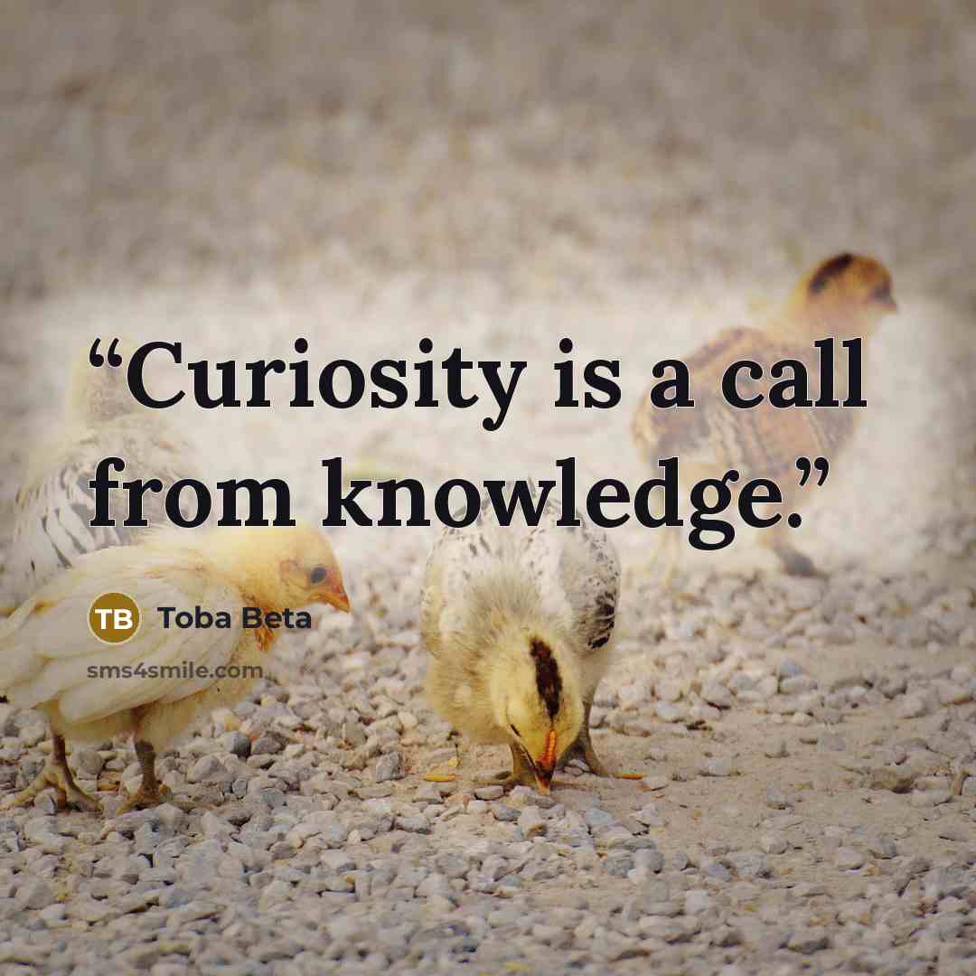 “Curiosity is a call from knowledge.” quote by Toba Beta