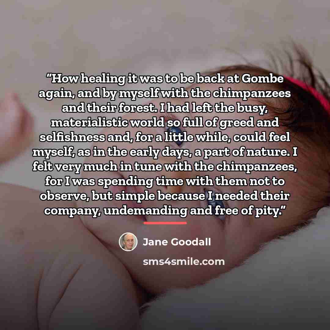 “How healing it was to be back at Gombe again, and by myself with the chimpanzees and their forest. I had left the busy, materialistic world so full of greed and selfishness and, for a little while, could feel myself, as in the early days, a part of nature. I felt very much in tune with the…” quote by Jane Goodall