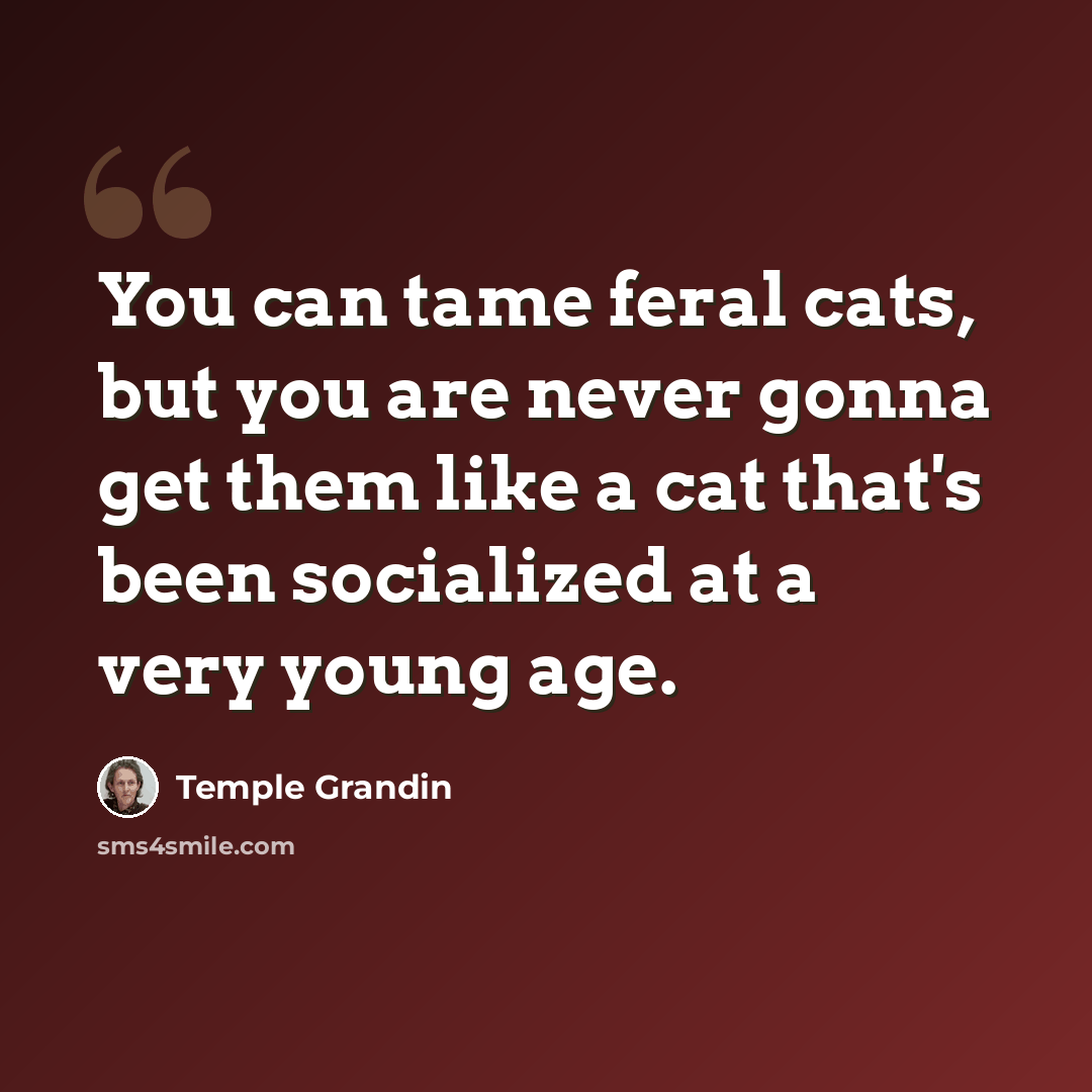 “You can tame feral cats, but you are never gonna get them like a cat that's been socialized at a very young age.” quote by Temple Grandin