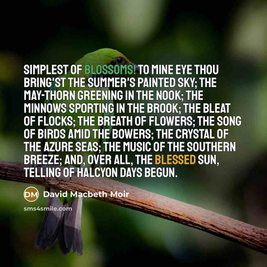 “Simplest of blossoms! To mine eye Thou bring'st the summer's painted sky; The May-thorn greening in the nook; The minnows sporting in the brook; The bleat of flocks; the breath of flowers; The song of birds amid the bowers; The crystal of the azure seas; The music of the southern breeze; And, over…” quote by David Macbeth Moir