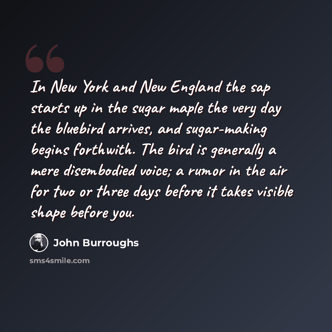 “In New York and New England the sap starts up in the sugar maple the very day the bluebird arrives, and sugar-making begins forthwith. The bird is generally a mere disembodied voice; a rumor in the air for two or three days before it takes visible shape before you.” quote by John Burroughs
