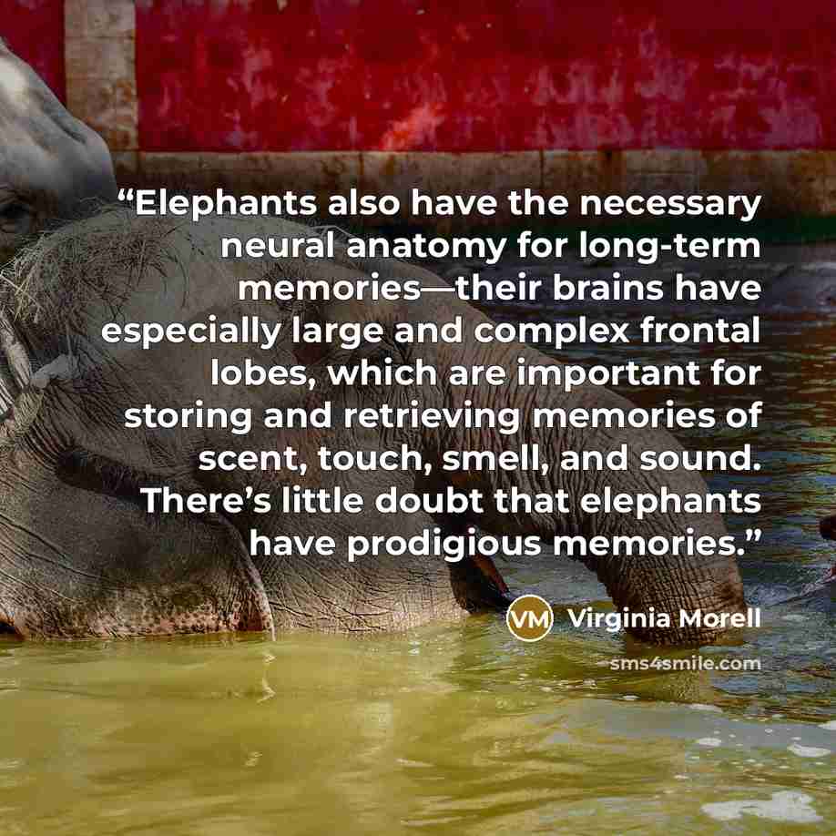 “Elephants also have the necessary neural anatomy for long-term memories—their brains have especially large and complex frontal lobes, which are important for storing and retrieving memories of scent, touch, smell, and sound. There’s little doubt that elephants have prodigious memories.” quote by Virginia Morell