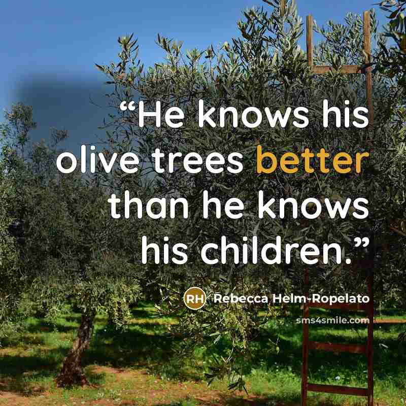 “He knows his olive trees better than he knows his children.” quote by Rebecca Helm-Ropelato