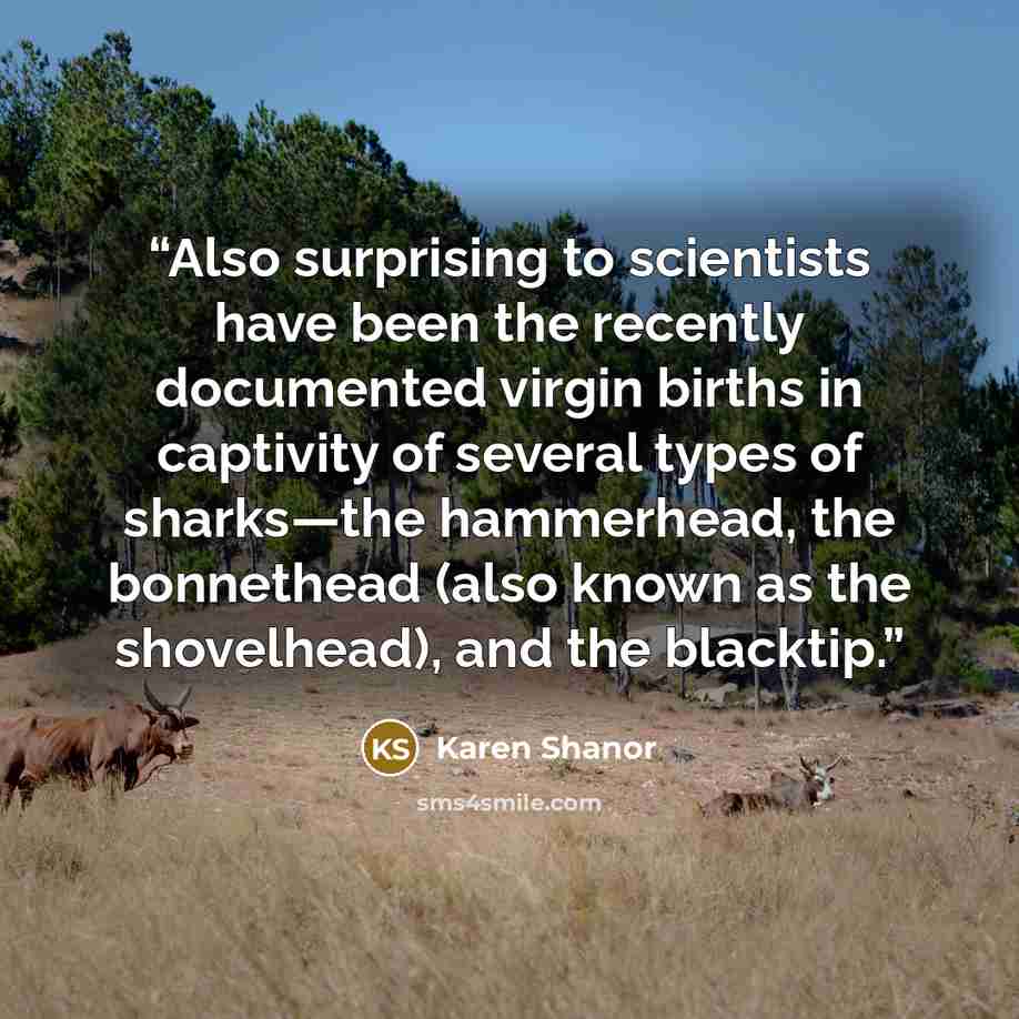 “Also surprising to scientists have been the recently documented virgin births in captivity of several types of sharks—the hammerhead, the bonnethead (also known as the shovelhead), and the blacktip.” quote by Karen Shanor