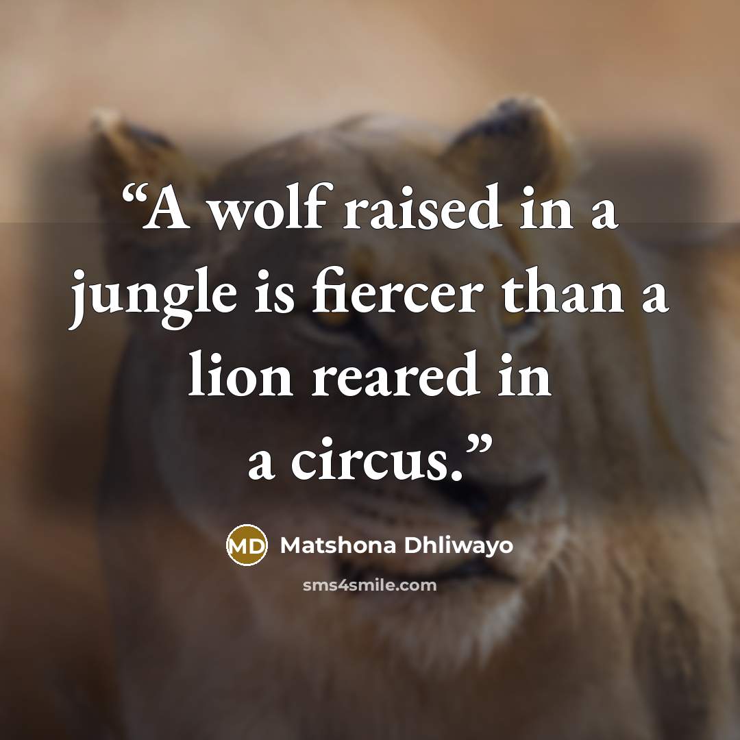 “A wolf raised in a jungle is fiercer than a lion reared in a circus.” quote by Matshona Dhliwayo