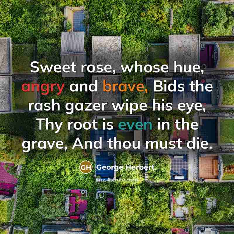 “Sweet rose, whose hue, angry and brave, Bids the rash gazer wipe his eye, Thy root is even in the grave, And thou must die.” quote by George Herbert
