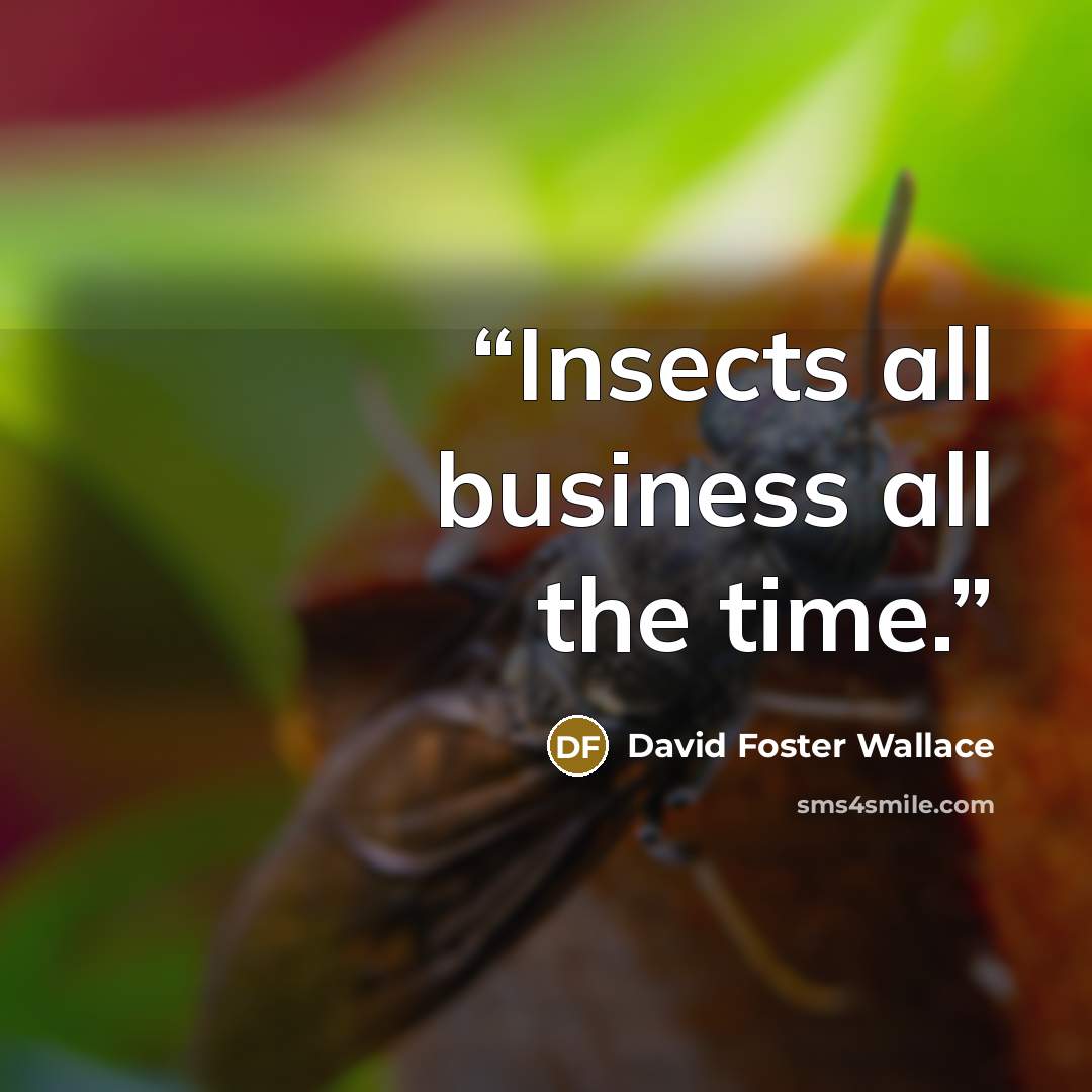“Insects all business all the time.” quote by David Foster Wallace