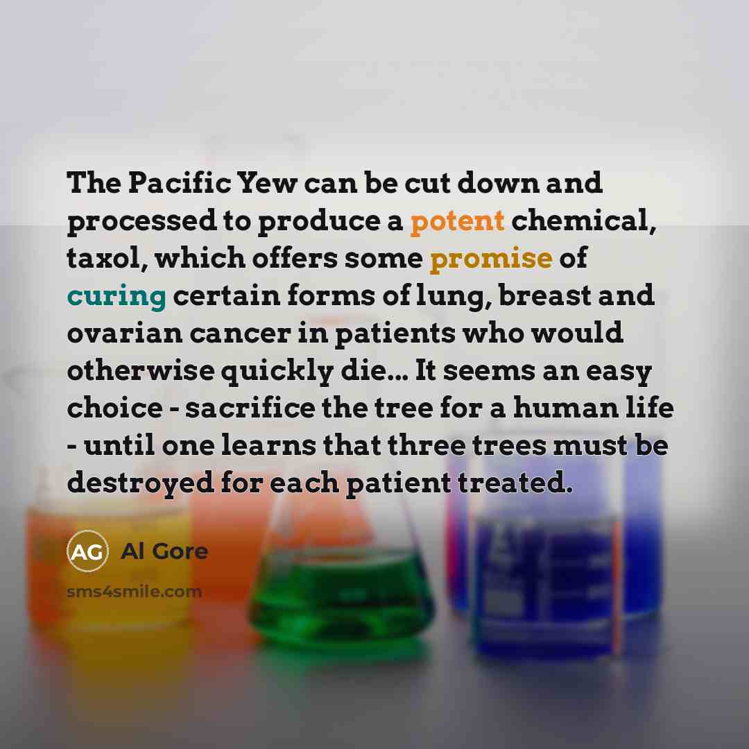“The Pacific Yew can be cut down and processed to produce a potent chemical, taxol, which offers some promise of curing certain forms of lung, breast and ovarian cancer in patients who would otherwise quickly die... It seems an easy choice - sacrifice the tree for a human life - until one learns…” quote by Al Gore
