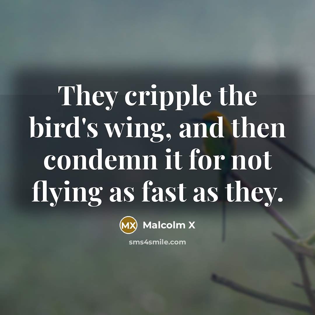 “They cripple the bird's wing, and then condemn it for not flying as fast as they.” quote by Malcolm X