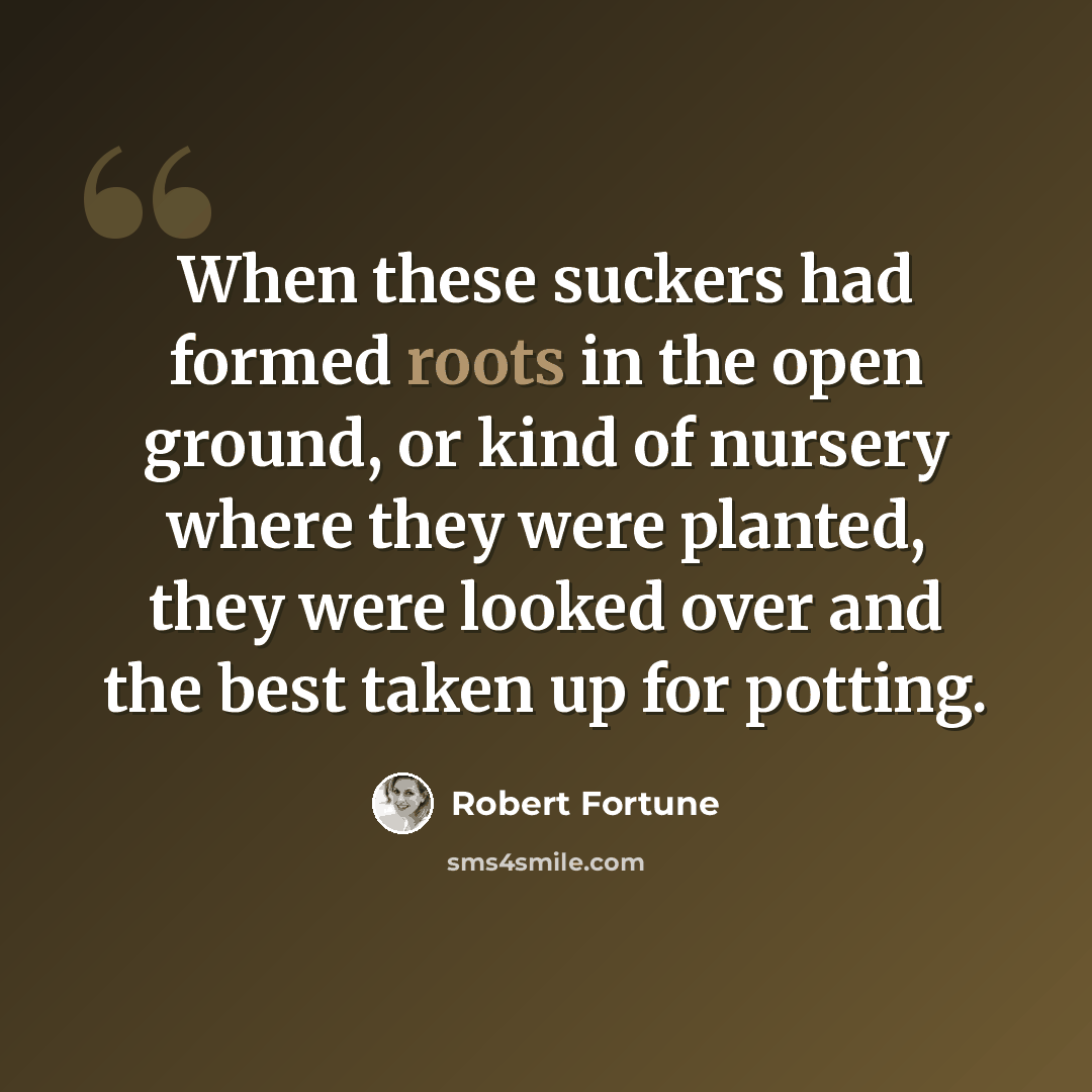 “When these suckers had formed roots in the open ground, or kind of nursery where they were planted, they were looked over and the best taken up for potting.” quote by Robert Fortune