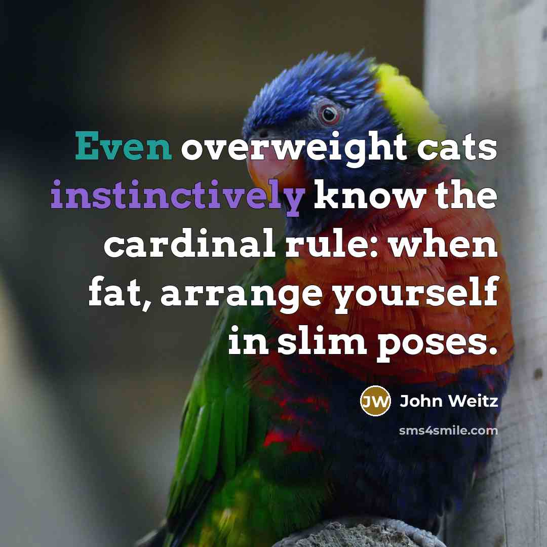 “Even overweight cats instinctively know the cardinal rule: when fat, arrange yourself in slim poses.” quote by John Weitz