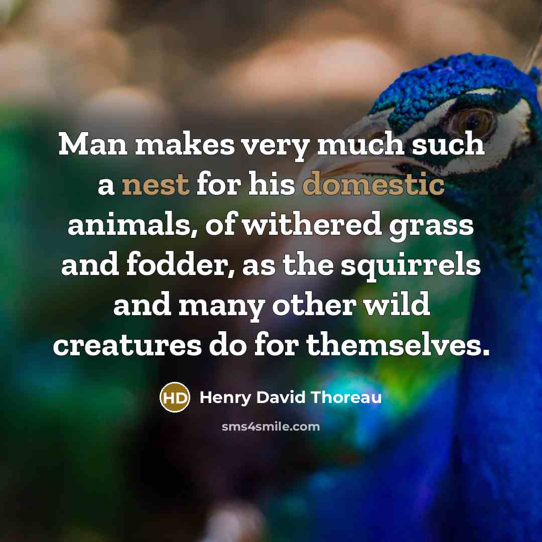 “Man makes very much such a nest for his domestic animals, of withered grass and fodder, as the squirrels and many other wild creatures do for themselves.” quote by Henry David Thoreau