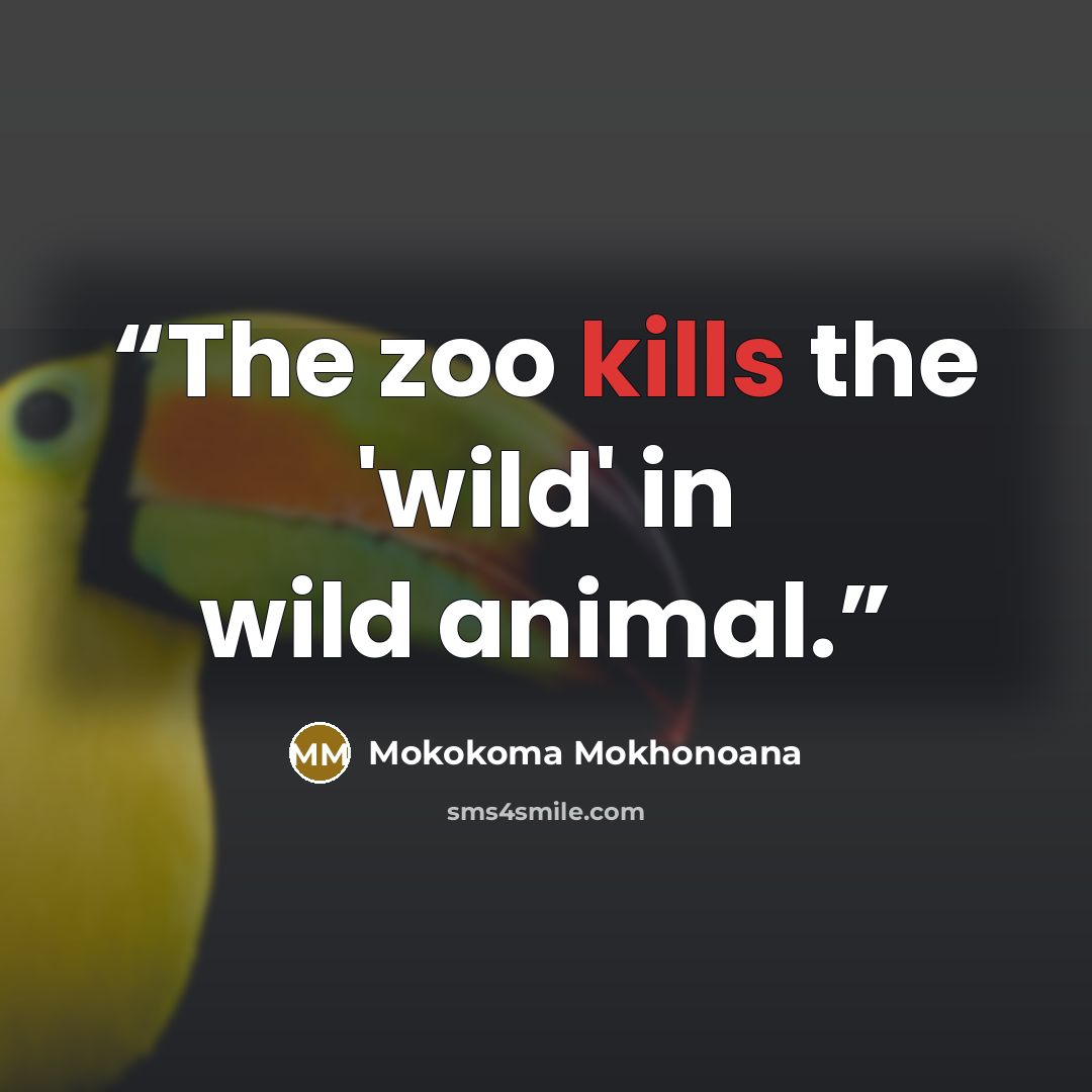 “The zoo kills the 'wild' in wild animal.” quote by Mokokoma Mokhonoana