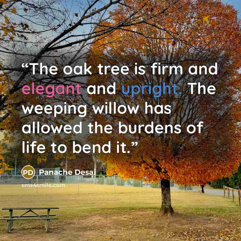 “The oak tree is firm and elegant and upright. The weeping willow has allowed the burdens of life to bend it.” quote by Panache Desai