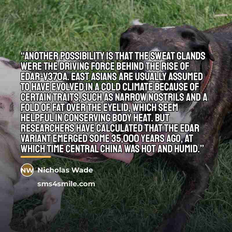 “Another possibility is that the sweat glands were the driving force behind the rise of EDAR-V370A. East Asians are usually assumed to have evolved in a cold climate because of certain traits, such as narrow nostrils and a fold of fat over the eyelid, which seem helpful in conserving body heat. But…” quote by Nicholas Wade