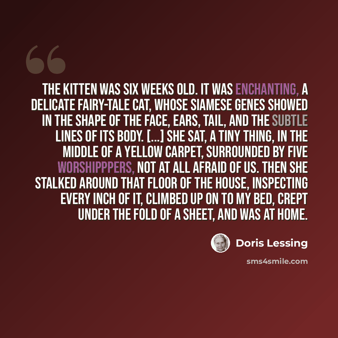 “The kitten was six weeks old. It was enchanting, a delicate fairy-tale cat, whose Siamese genes showed in the shape of the face, ears, tail, and the subtle lines of its body. [...] She sat, a tiny thing, in the middle of a yellow carpet, surrounded by five worshipppers, not at all afraid of us…” quote by Doris Lessing