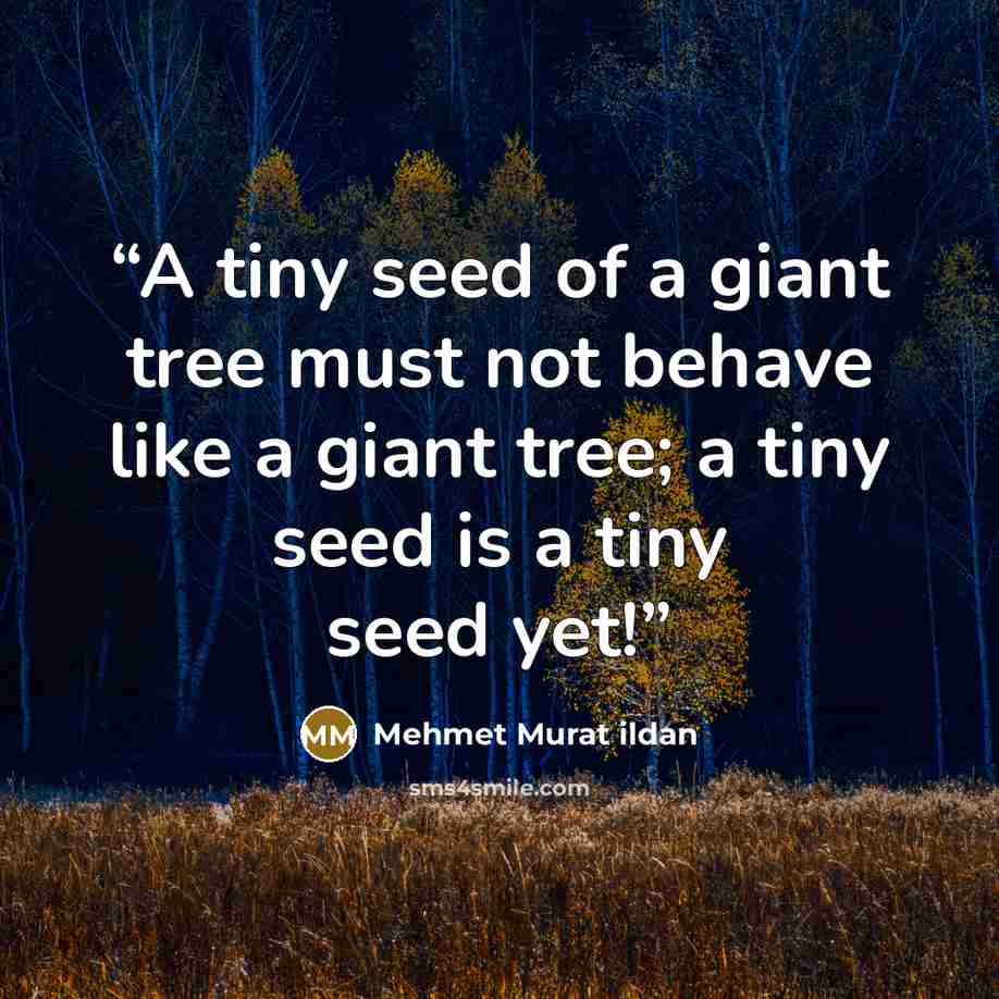 “A tiny seed of a giant tree must not behave like a giant tree; a tiny seed is a tiny seed yet!” quote by Mehmet Murat ildan