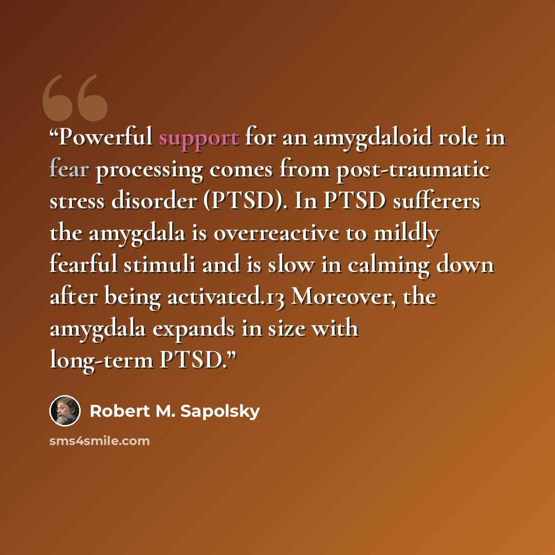 “Powerful support for an amygdaloid role in fear processing comes from post-traumatic stress disorder (PTSD). In PTSD sufferers the amygdala is overreactive to mildly fearful stimuli and is slow in calming down after being activated.13 Moreover, the amygdala expands in size with long-term PTSD.” quote by Robert M. Sapolsky