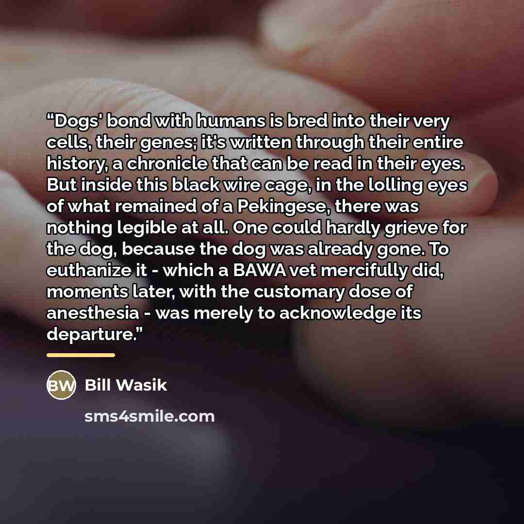 “Dogs' bond with humans is bred into their very cells, their genes; it's written through their entire history, a chronicle that can be read in their eyes. But inside this black wire cage, in the lolling eyes of what remained of a Pekingese, there was nothing legible at all. One could hardly grieve…” quote by Bill Wasik