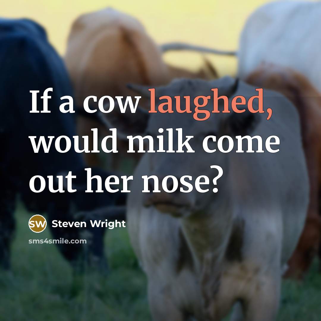 “If a cow laughed, would milk come out her nose?” quote by Steven Wright