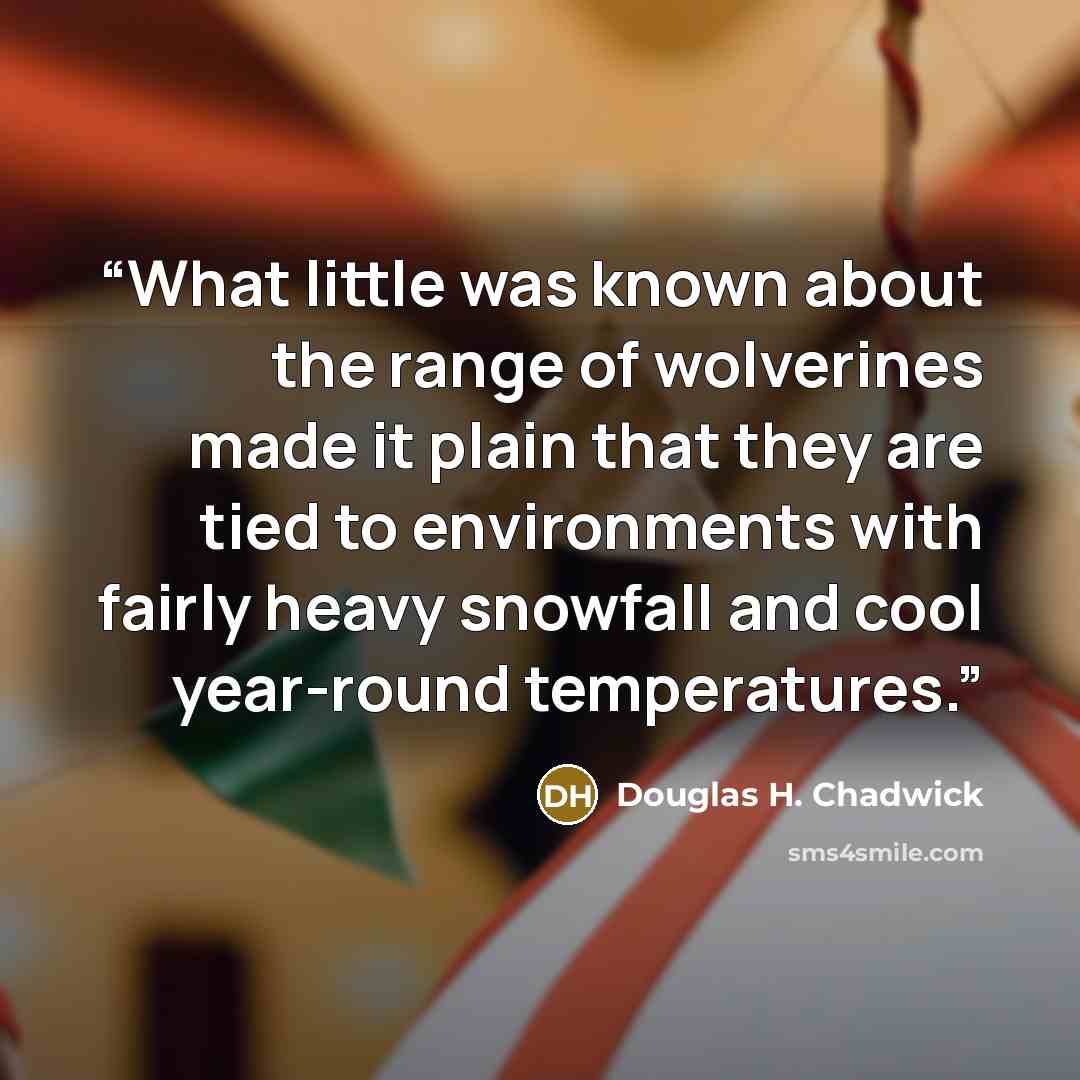 “What little was known about the range of wolverines made it plain that they are tied to environments with fairly heavy snowfall and cool year-round temperatures.” quote by Douglas H. Chadwick