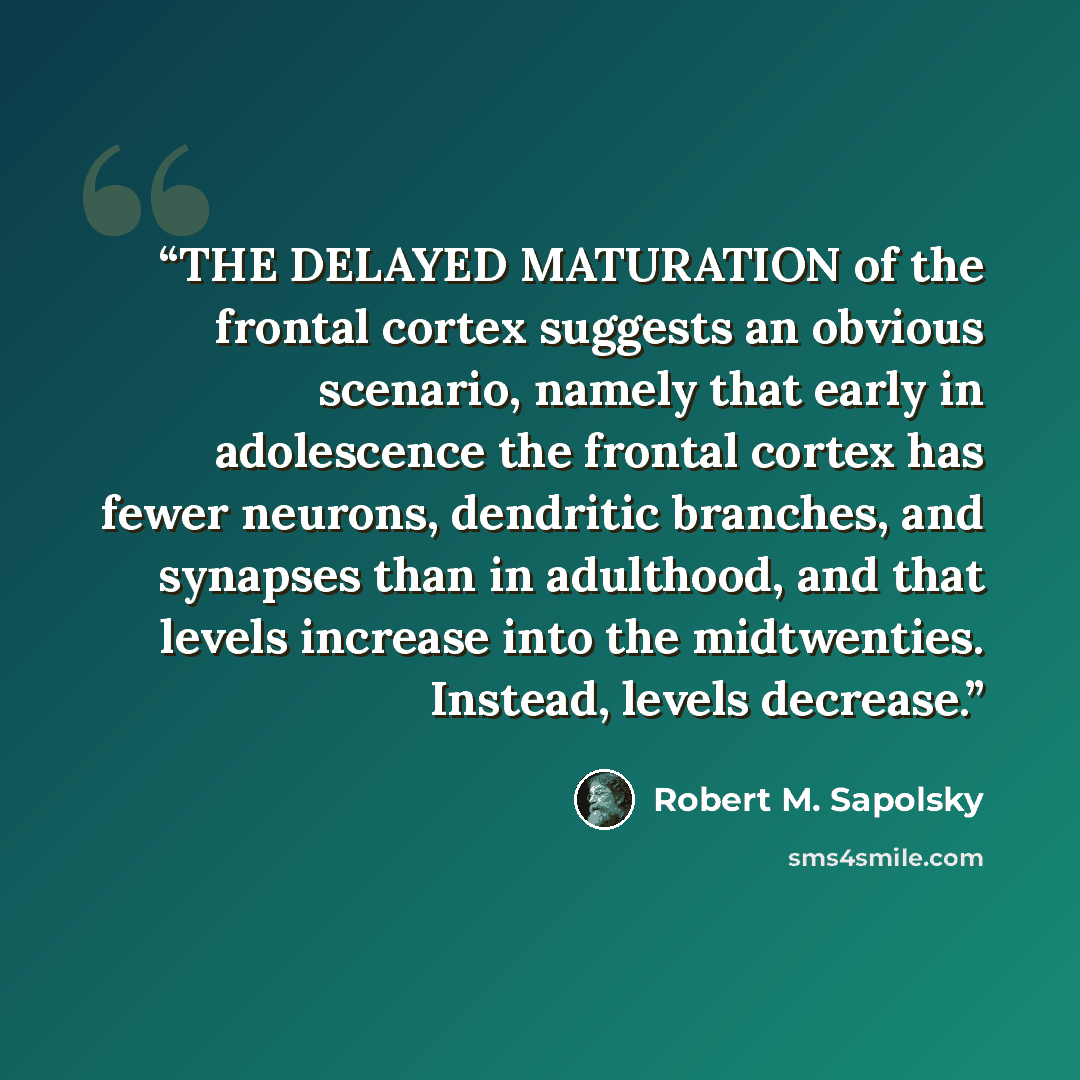 “THE DELAYED MATURATION of the frontal cortex suggests an obvious scenario, namely that early in adolescence the frontal cortex has fewer neurons, dendritic branches, and synapses than in adulthood, and that levels increase into the midtwenties. Instead, levels decrease.” quote by Robert M. Sapolsky
