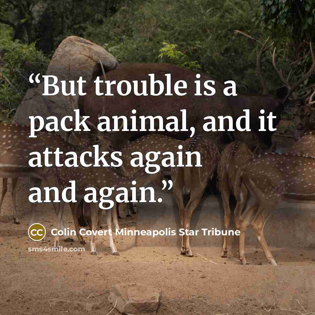 “But trouble is a pack animal, and it attacks again and again.” quote by Colin Covert Minneapolis Star Tribune