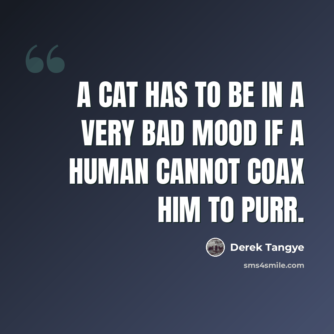“A cat has to be in a very bad mood if a human cannot coax him to purr.” quote by Derek Tangye