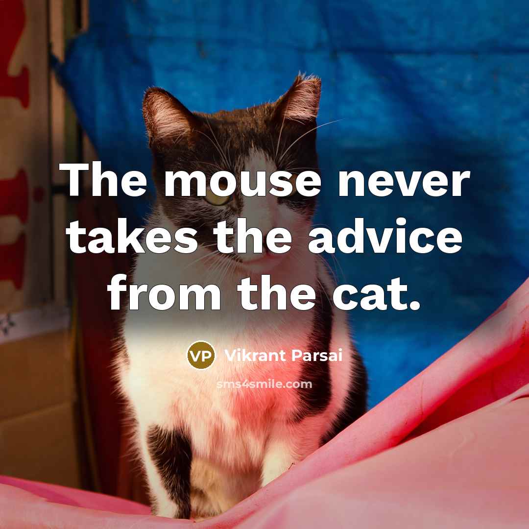 “The mouse never takes the advice from the cat.” quote by Vikrant Parsai