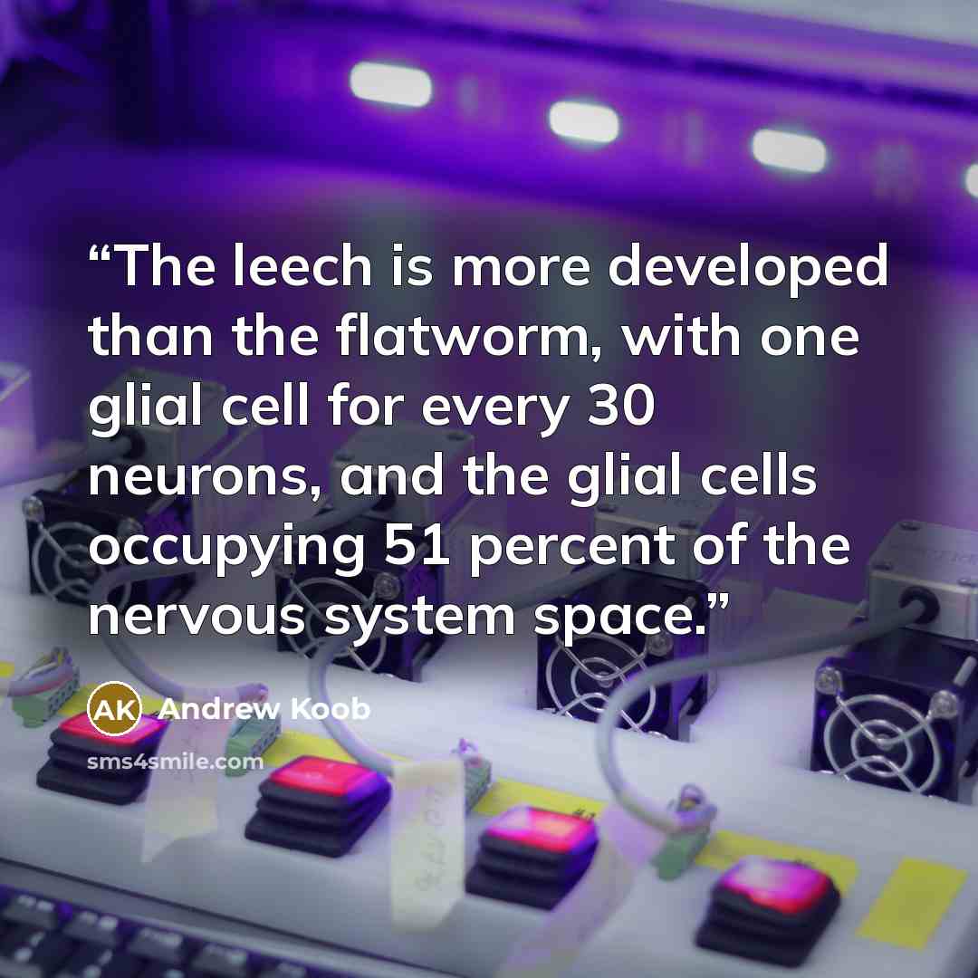 “The leech is more developed than the flatworm, with one glial cell for every 30 neurons, and the glial cells occupying 51 percent of the nervous system space.” quote by Andrew Koob