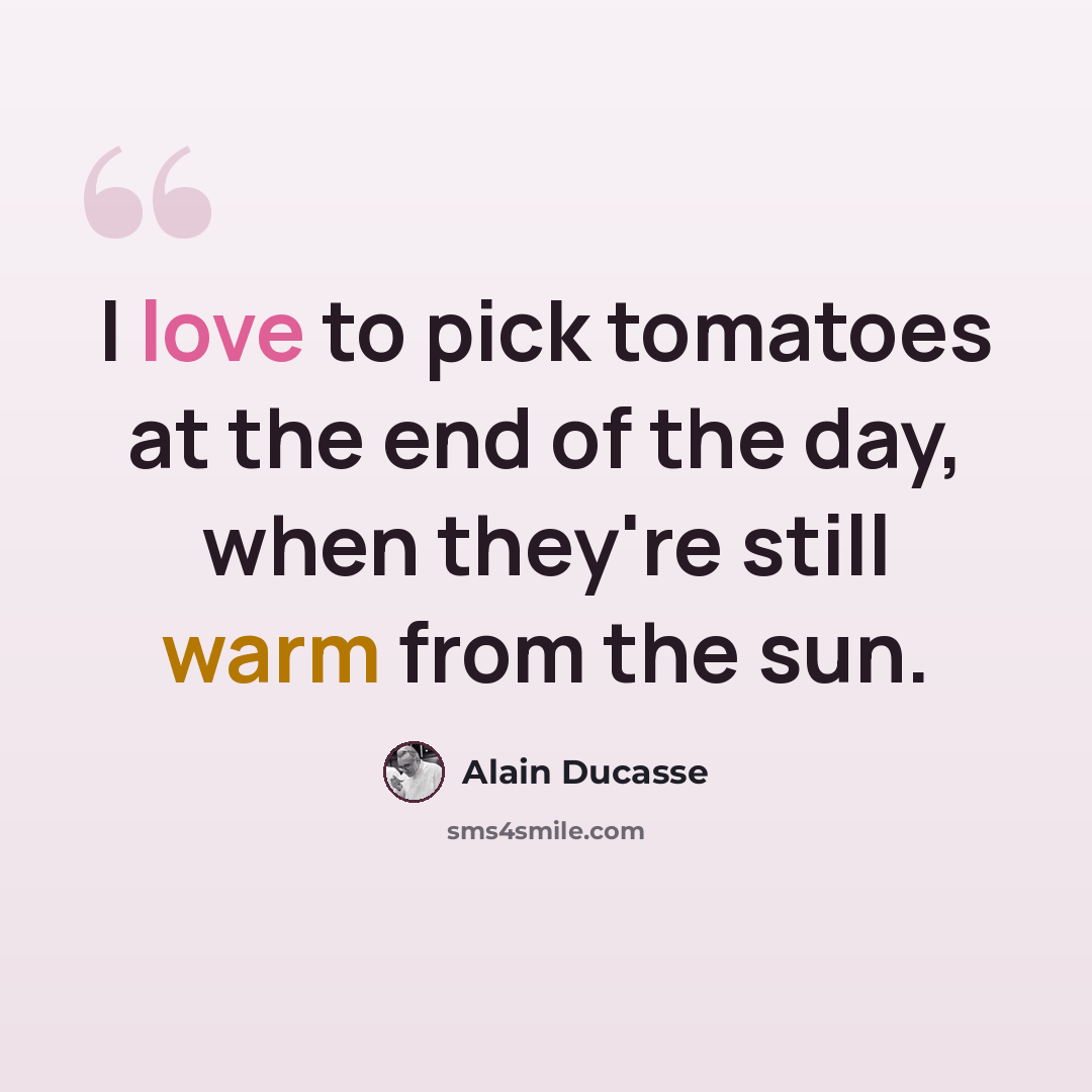 “I love to pick tomatoes at the end of the day, when they're still warm from the sun.” quote by Alain Ducasse