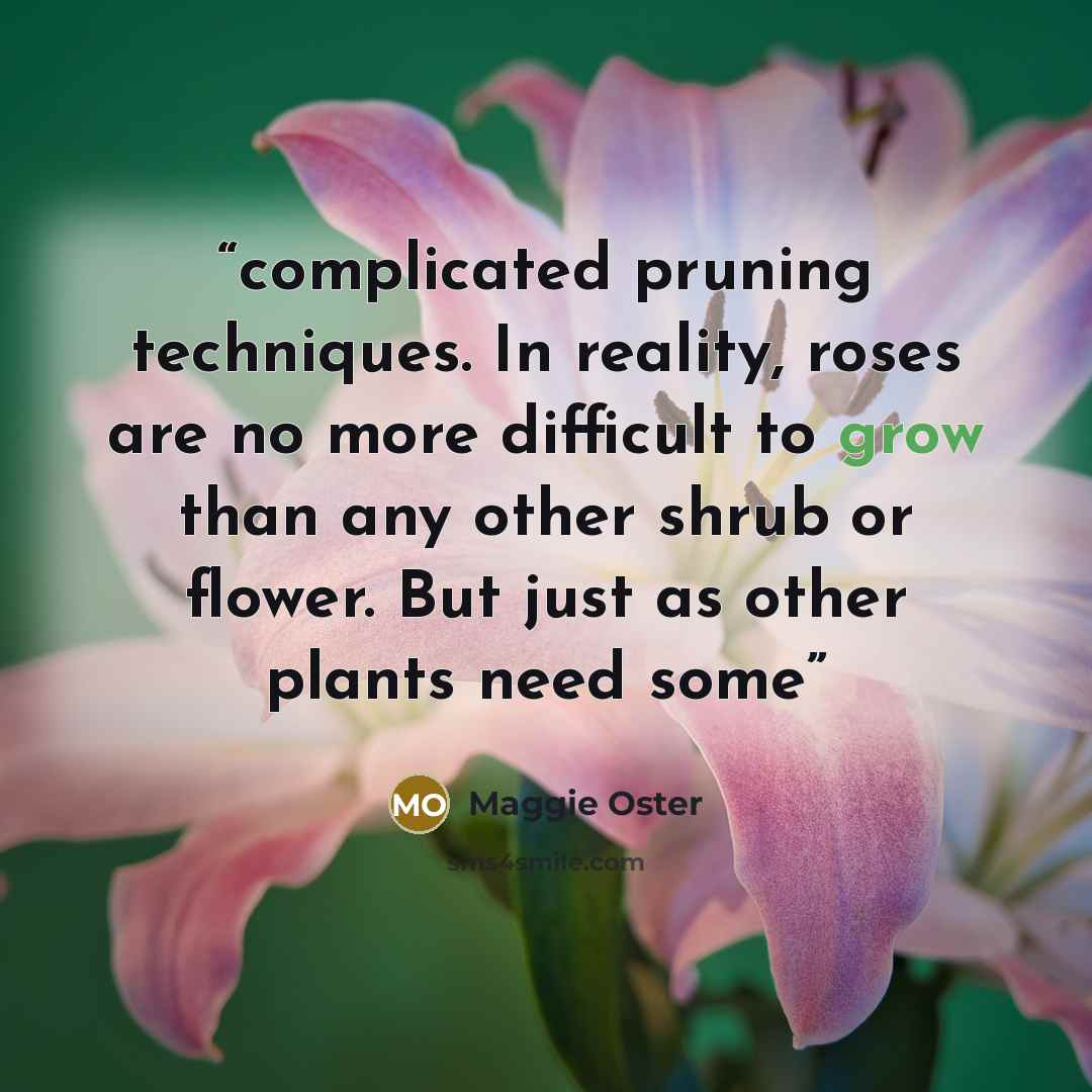 “complicated pruning techniques. In reality, roses are no more difficult to grow than any other shrub or flower. But just as other plants need some” quote by Maggie Oster