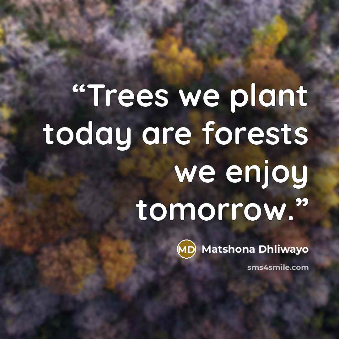“Trees we plant today are forests we enjoy tomorrow.” quote by Matshona Dhliwayo