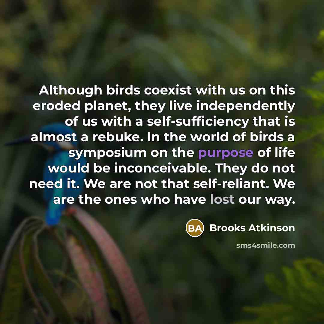 “Although birds coexist with us on this eroded planet, they live independently of us with a self-sufficiency that is almost a rebuke. In the world of birds a symposium on the purpose of life would be inconceivable. They do not need it. We are not that self-reliant. We are the ones who have lost our…” quote by Brooks Atkinson