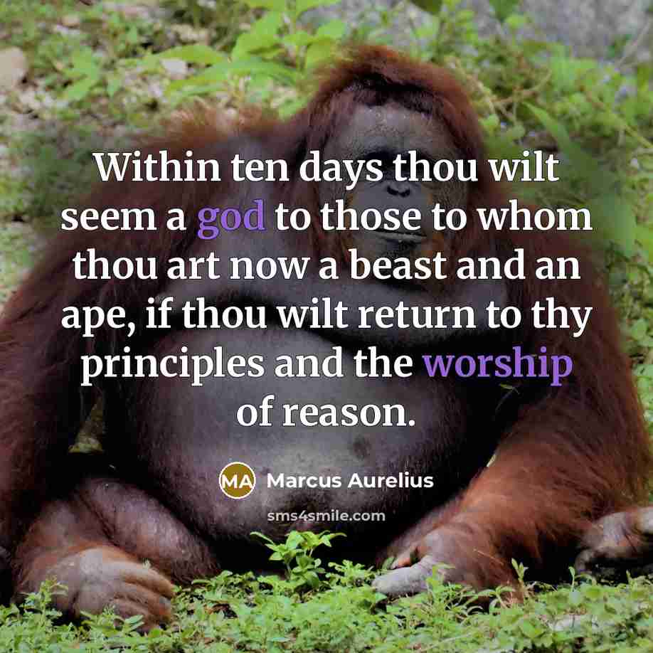 “Within ten days thou wilt seem a god to those to whom thou art now a beast and an ape, if thou wilt return to thy principles and the worship of reason.” quote by Marcus Aurelius